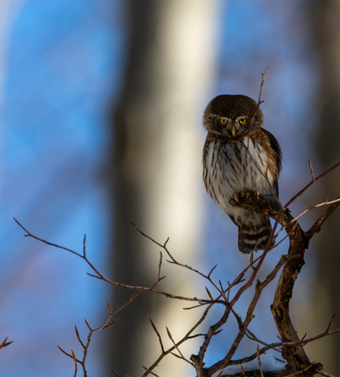 Kulíšek nejmenší, Glaucidium passerinum