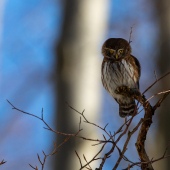 Kulíšek nejmenší, Glaucidium passerinum