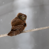 Kulíšek nejmenší, Glaucidium passerinum