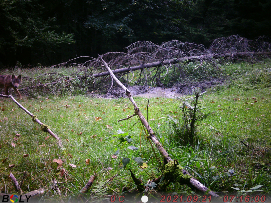 Keď sa plnia sny Vlk