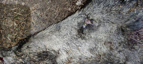 Lončák bez světla