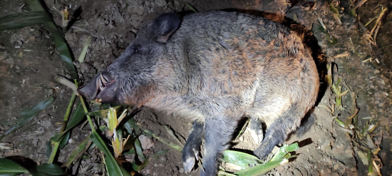 Jak Jenda k dobrému kňourovi přišel