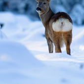Srnec zimný