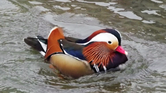 Kachnička mandarinská