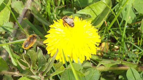 Smetánka lékařská