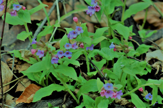 Plicník lékařský