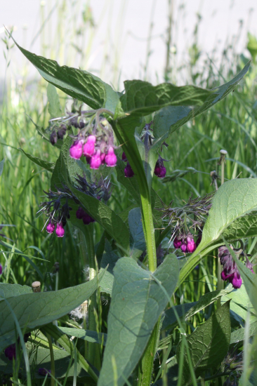 Kostival lékařský