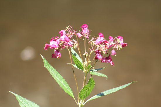Netykavka žláznatá