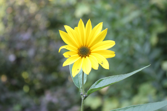 Slunečnice topinambur