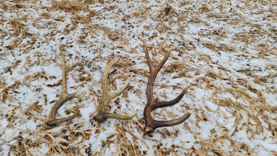 3-kusy na bielu sobotu