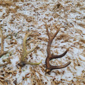 3-kusy na bielu sobotu