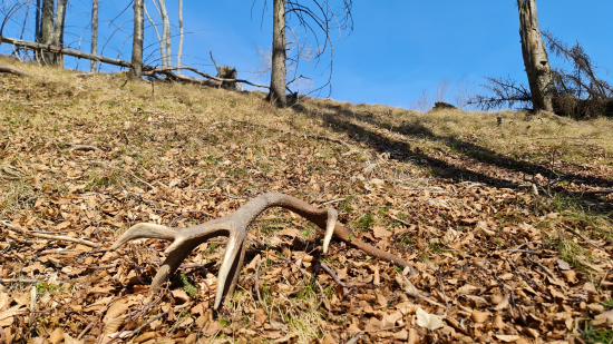 Ešte sa dajú aj takéto nájsť