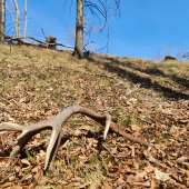 Ešte sa dajú aj takéto nájsť