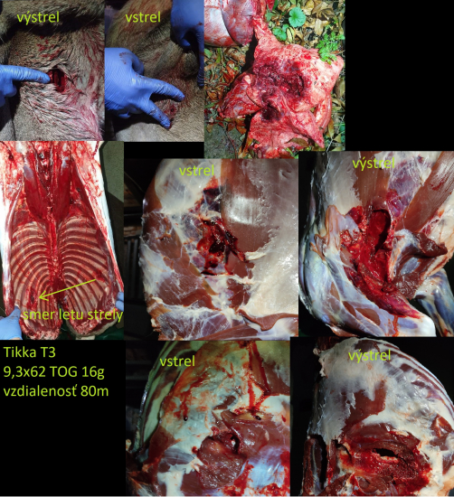 jelenča vs 9,3x62 TOG 16g - prebijaný