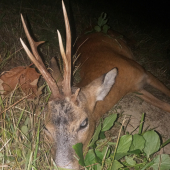 Vychodený krásavec