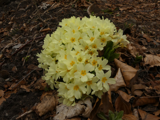 prvosienka bezbyľová
