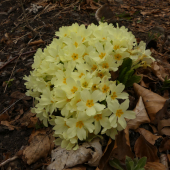 prvosienka bezbyľová