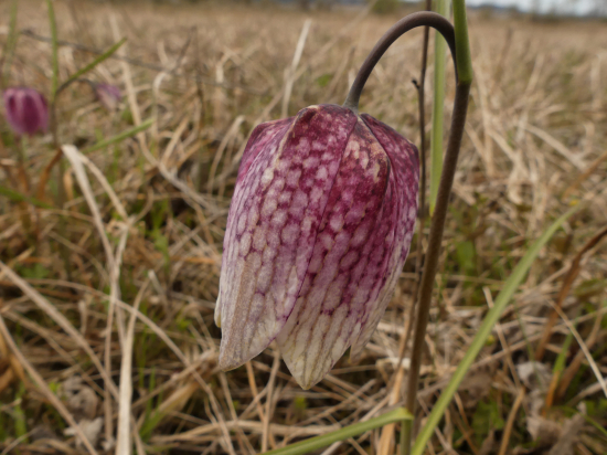korunkovka strakatá