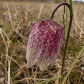 korunkovka strakatá