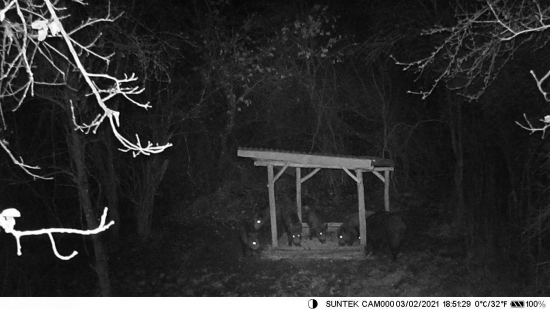 Svinka s prasiatkami