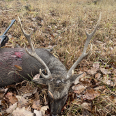 Sika