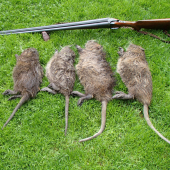 Bajkalka a nutrie
