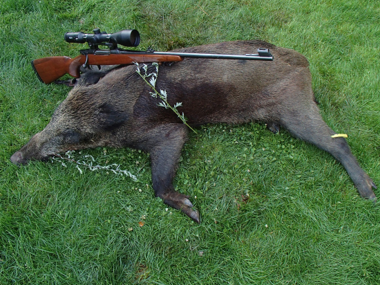 Kanček zo slnečnice