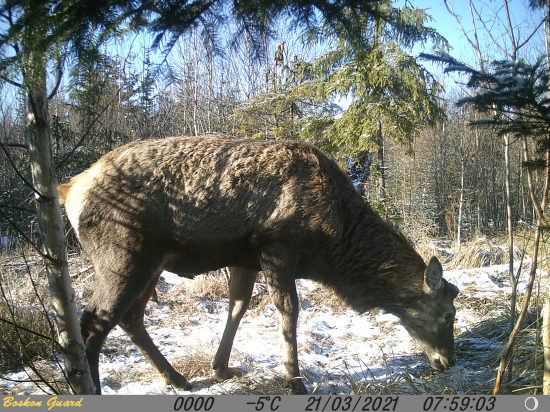 Prvý jarný jeleň.