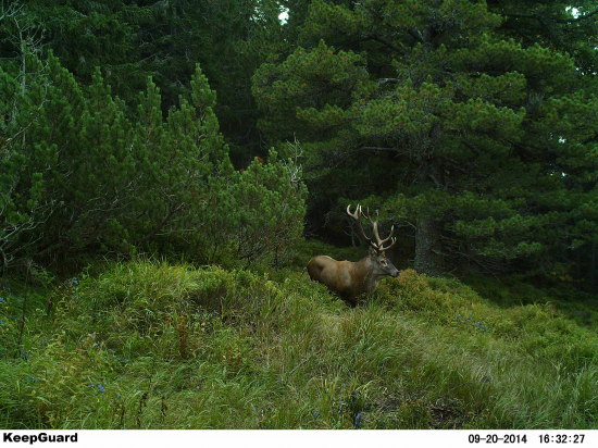 Kráľ limbového pralesa.