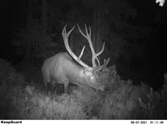 Horský hrubáň IV.