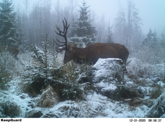 Silvestrovský zjav.