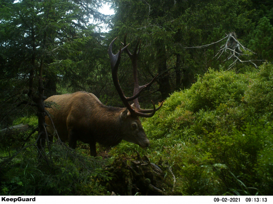Čiernočierny kráľ.