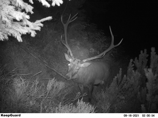 Jednooký vidlový korunáč.