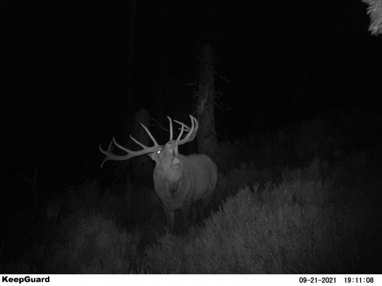 Nočné kráľovstvo.