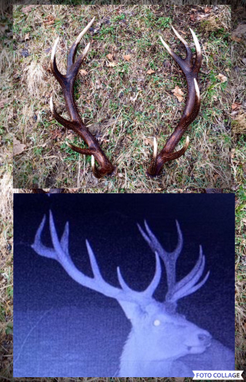 Spomienka na pekného jelienka