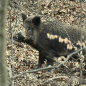 Dvojročný kanček.