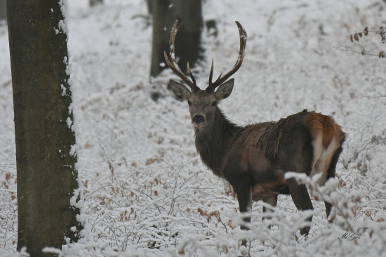 V zasneženom podraste.