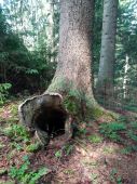 Aj stromy tunelujú...