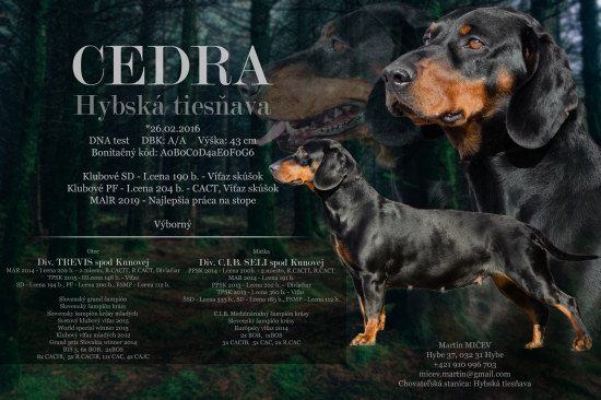 Cedra Hybská tiesňava