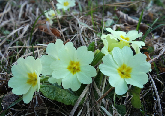 prvosienka bezbyľová