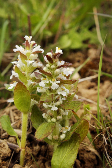 zbehovec ženevský-Ajuga genevensis