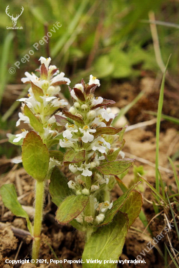 zbehovec ženevský-Ajuga genevensis