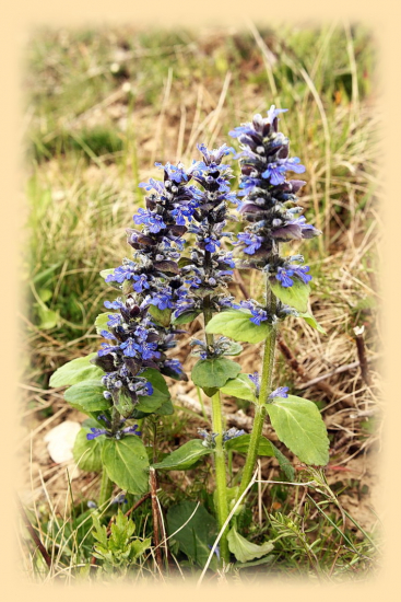 zbehovec ženevský-Ajuga genevensis