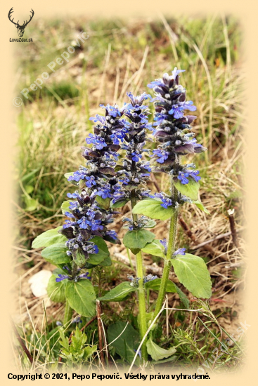 zbehovec ženevský-Ajuga genevensis