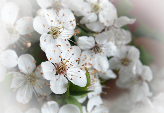 zakvitnutá mirabelka