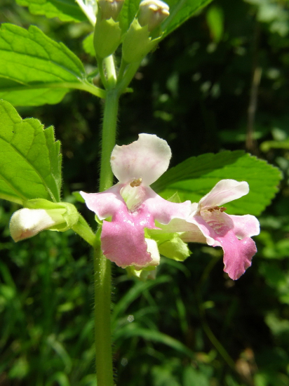 medunica medovkolistá
