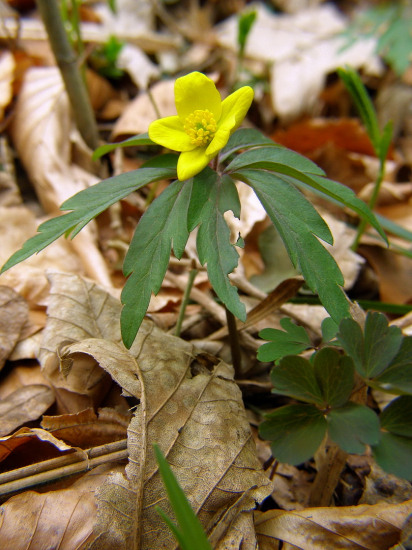 Veternica iskerníkovitá