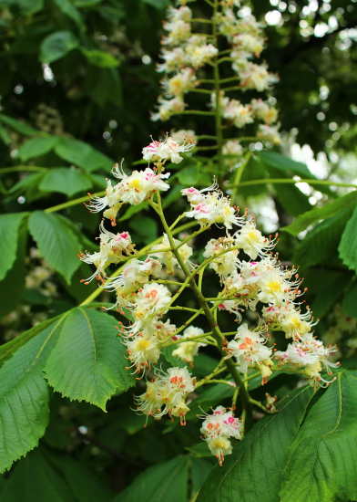 keď kvitne pagaštan