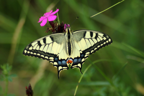vidlochvost feniklový
