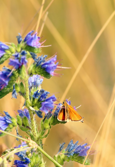 ... súmračník čiarkový (Thymelicus lineola)